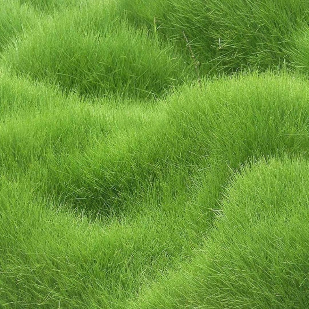 Grow Lush Lawns Fast – Hybrid Grass Seeds for Beautiful Home Gardens