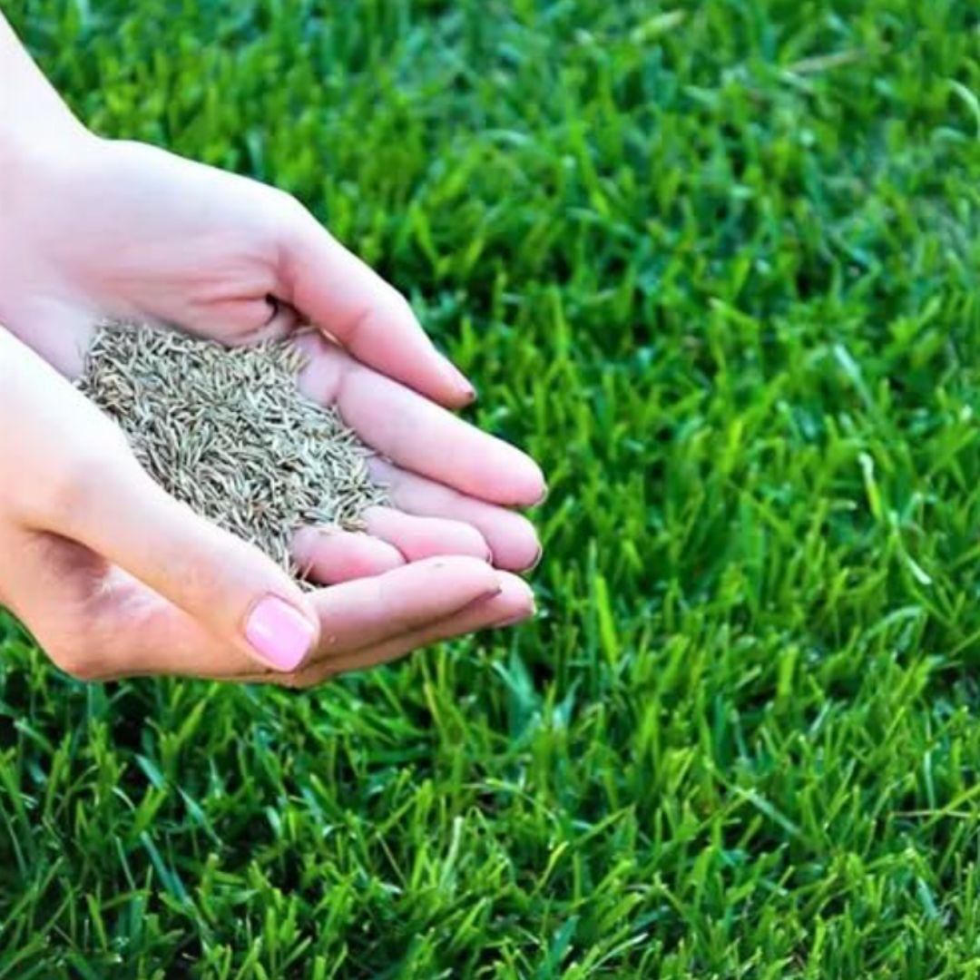 Grow Lush Lawns Fast – Hybrid Grass Seeds for Beautiful Home Gardens