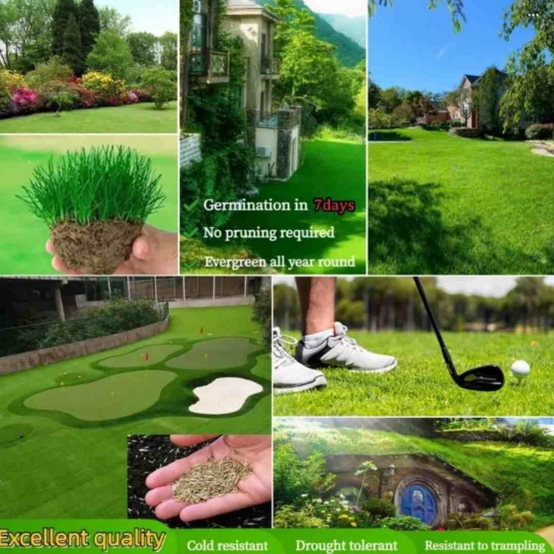 Grow Lush Lawns Fast – Hybrid Grass Seeds for Beautiful Home Gardens