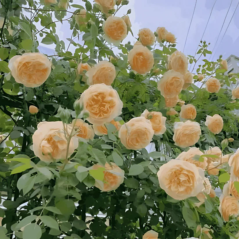 Grow Beauty on Your Walls – Elegant Climbing Rose Seeds (20 Colors!)