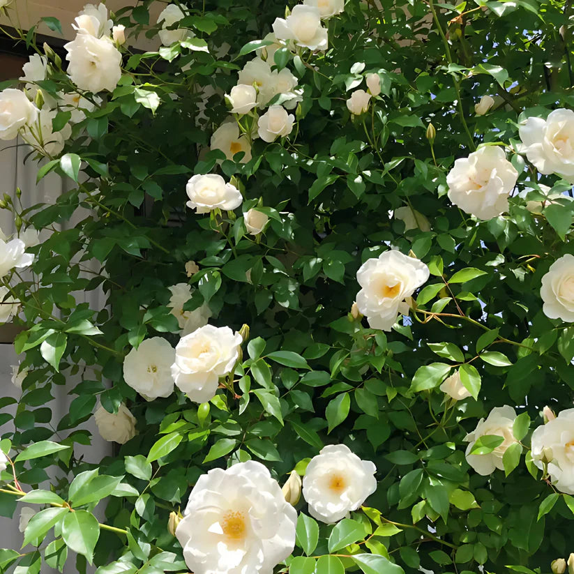 Grow Beauty on Your Walls – Elegant Climbing Rose Seeds (20 Colors!)