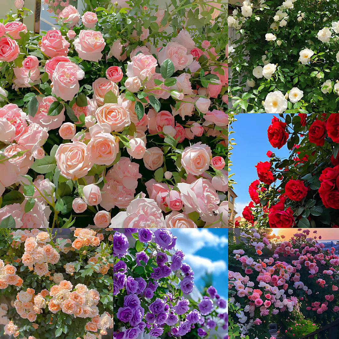 Grow Beauty on Your Walls – Elegant Climbing Rose Seeds (20 Colors!)