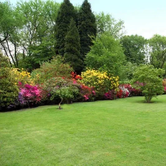 Grow Lush Lawns Fast – Hybrid Grass Seeds for Beautiful Home Gardens