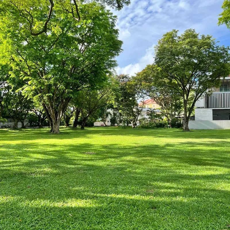 Grow Lush Lawns Fast – Hybrid Grass Seeds for Beautiful Home Gardens