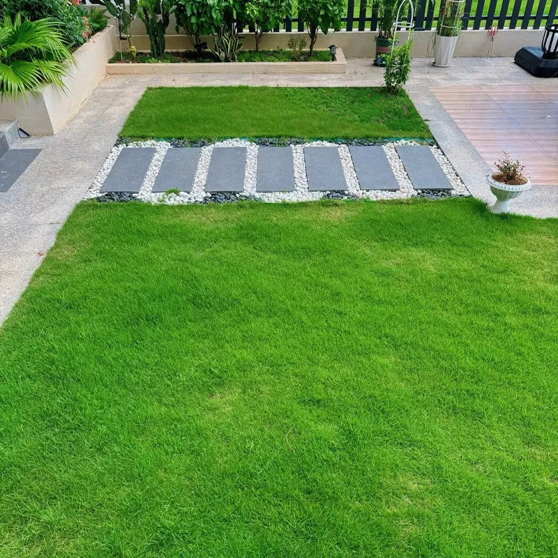 Grow Lush Lawns Fast – Hybrid Grass Seeds for Beautiful Home Gardens